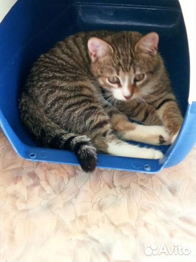 Котик-мальчик в лучший дом