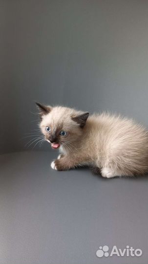 Котенок(кот)