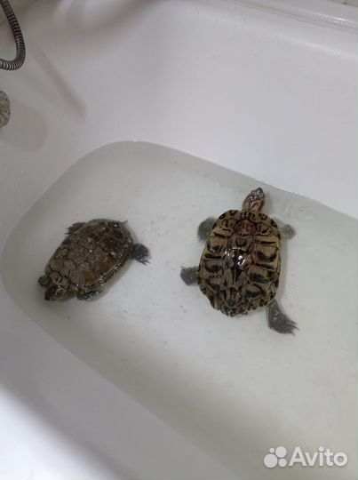 Черепаха водная