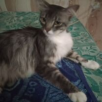 Котики поиск, Мелитополь