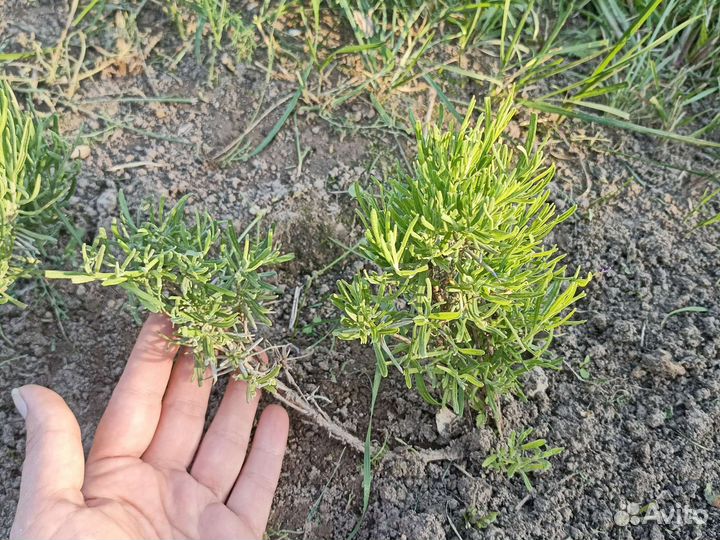 Лаванда куст