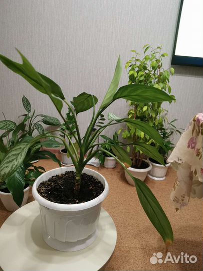 Аглаонема с горшком