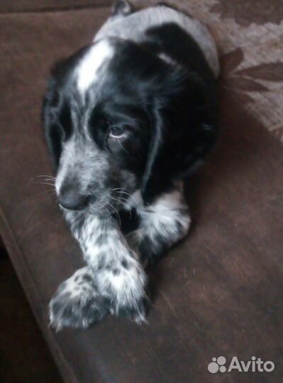 Щенки спаниеля