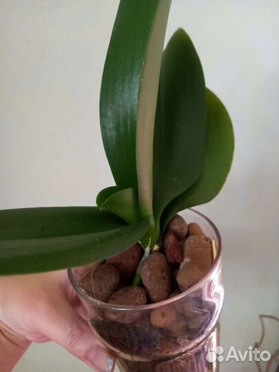 Орхидея Мара и Чёрные полосы