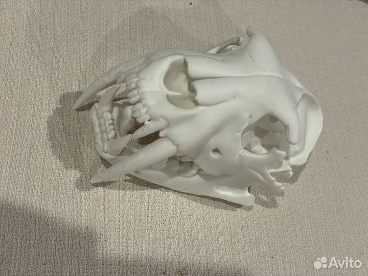 Череп саблезубого тигра на 3D принтере