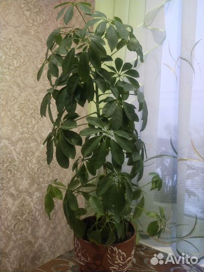Растения
