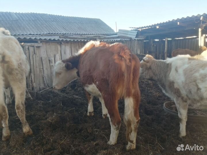 Корова высокоудойная