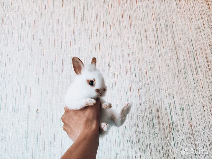 Мини карликовый кролик - ручной, добрый