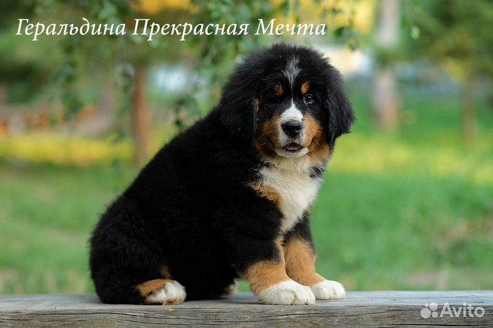Бернский зенненхунд