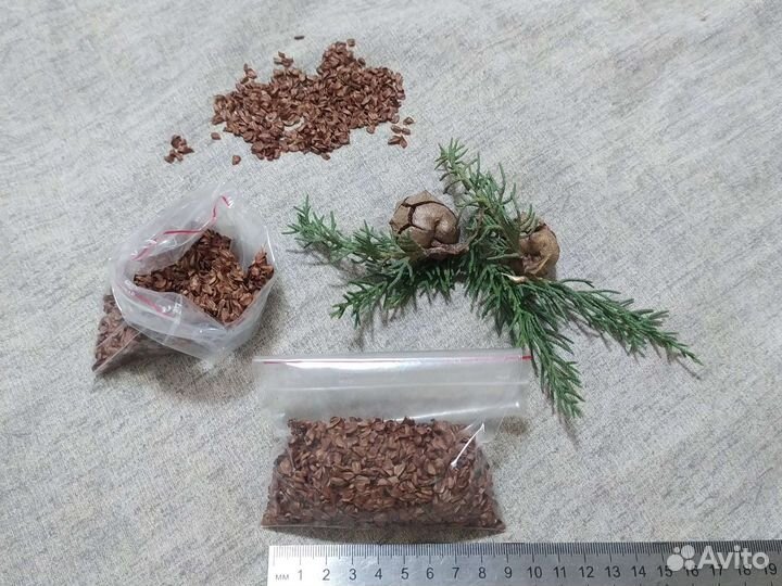 Семена Кипариса