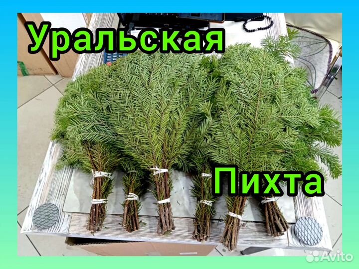 Пихта. Пихтовый веник для бани и банного чана
