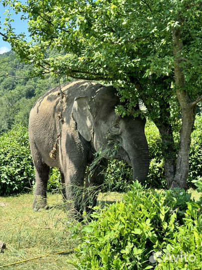 Тур в парк слонов