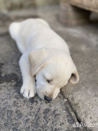 Щенки лабрадора палевые