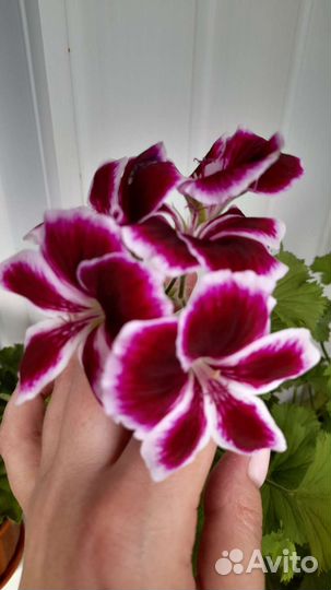 Пеларгония королевская на срез