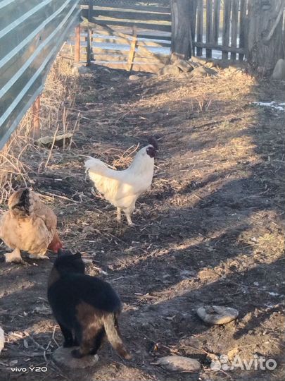 Молодой петушок породы ухейилюй