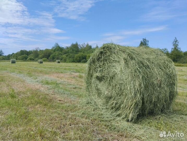 Сено в рулонах 2024