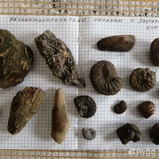 Коллекция окаменелостей