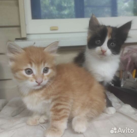 Кошка в дар бесплатно