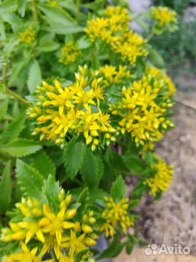 Цветы многолетники