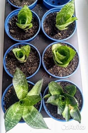 Сансиеверия Ханни, щучий хвост, растение, цветок