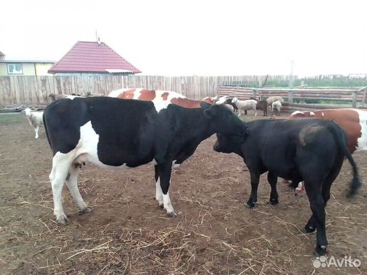 Продам коров на подсосе с телятами и двух телок