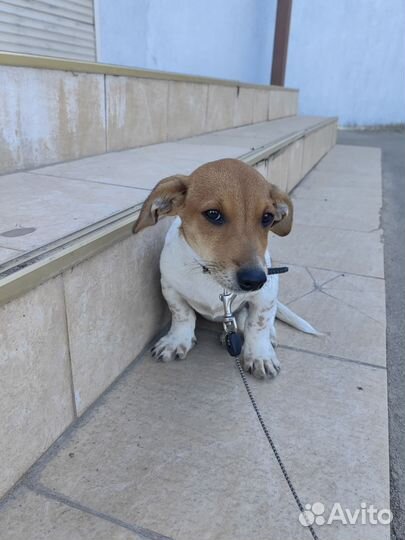 Щенок маленькой собаки