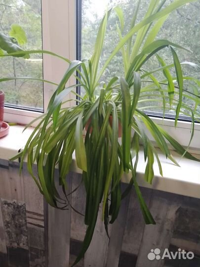 Хлорофитум с горшком