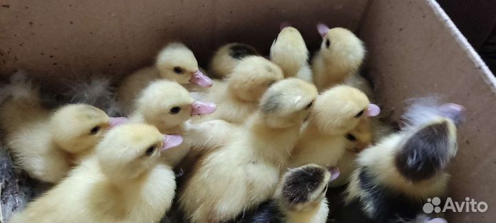 Утята-шипуны