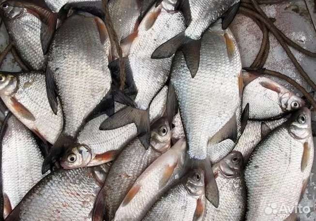 Свежая речная рыба