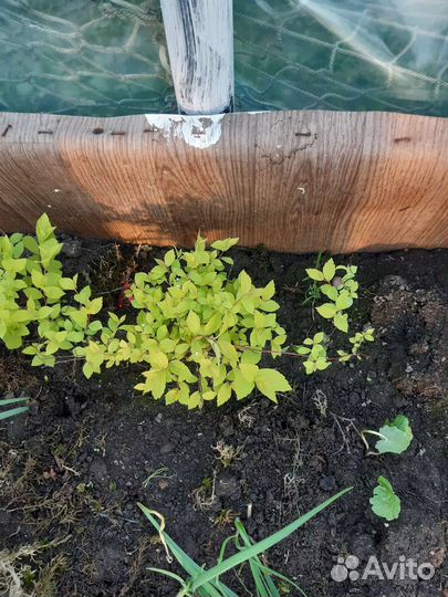 Пионы Спирея голдпринц Эстрагон