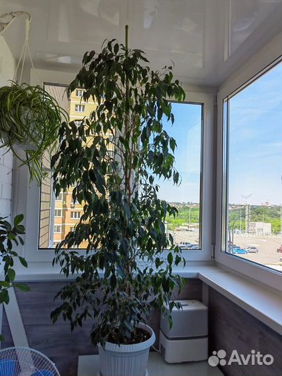 Фикус Бенджамина