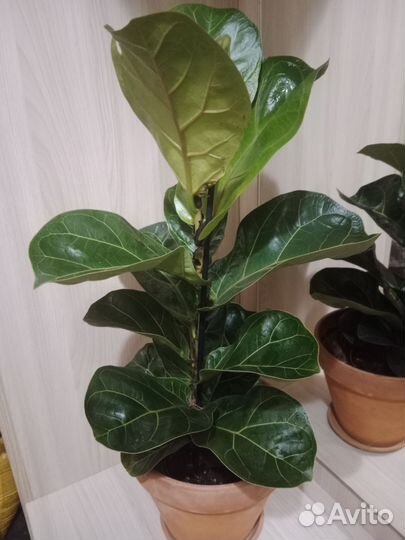 Фикус Лирата