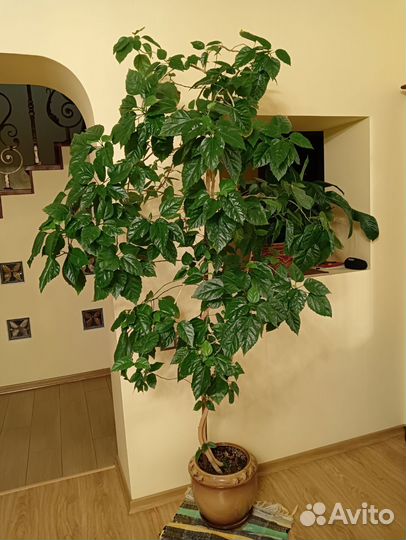 Гибискус китайская роза