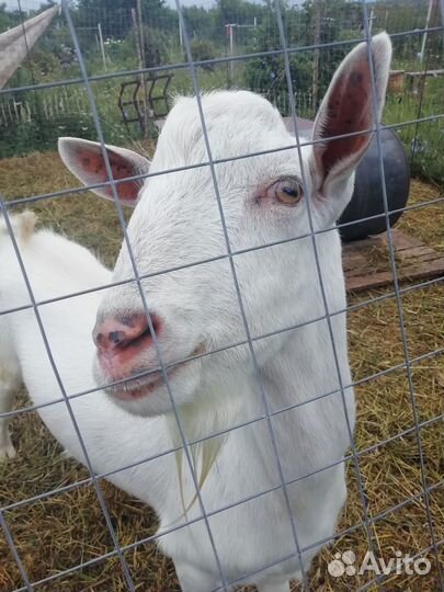 Услуги козла,козлики, козочки