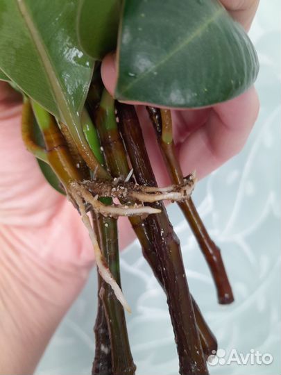 Фикусы сортовые