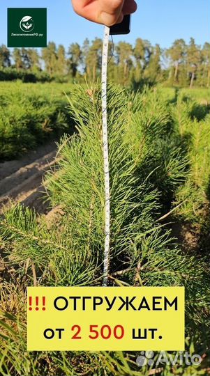 Саженцы ели окс от производителя