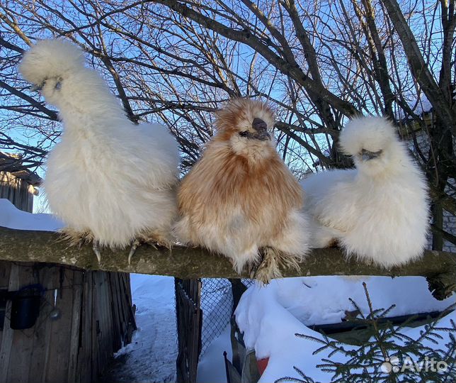 Инкубационное яйцо китайская шелковая