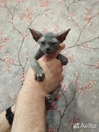 Канадский сфинкс котенок