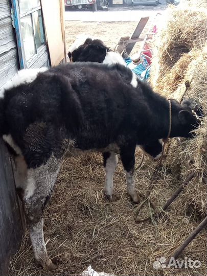 Тёлка 9 месячная