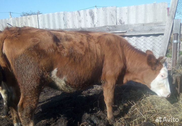 Тёлки разных возрастов