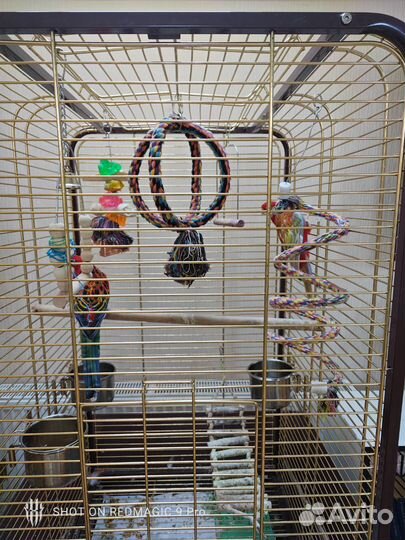 Попугай розелла