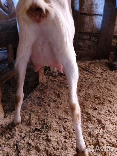 Козочки и козел