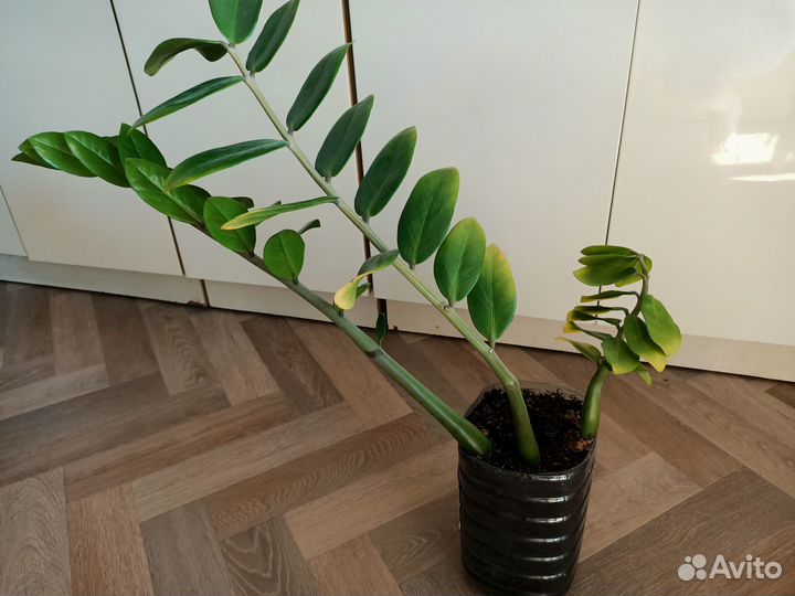 Долларовое дерево