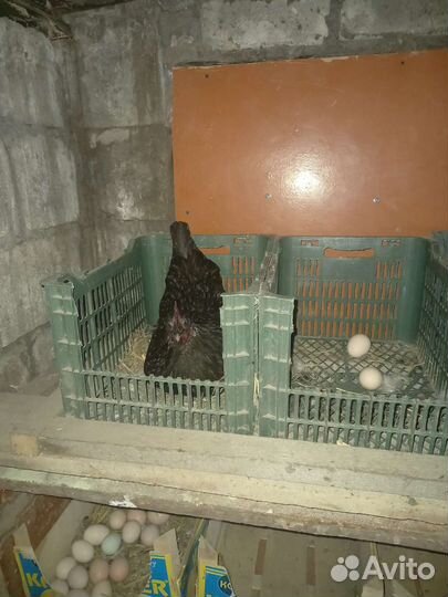 Инкубационное яйцо