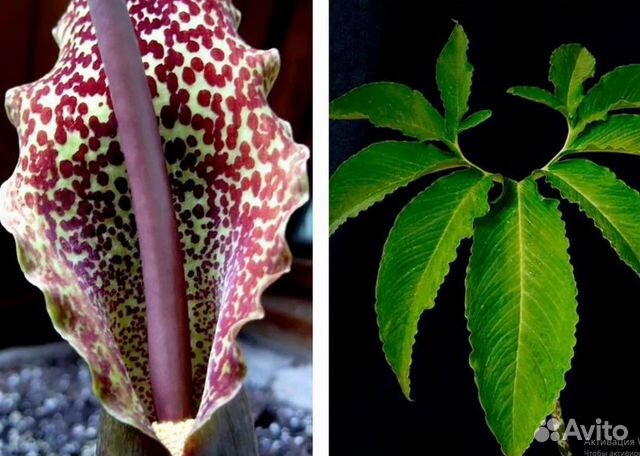 Аморфофаллус, Сауроматум