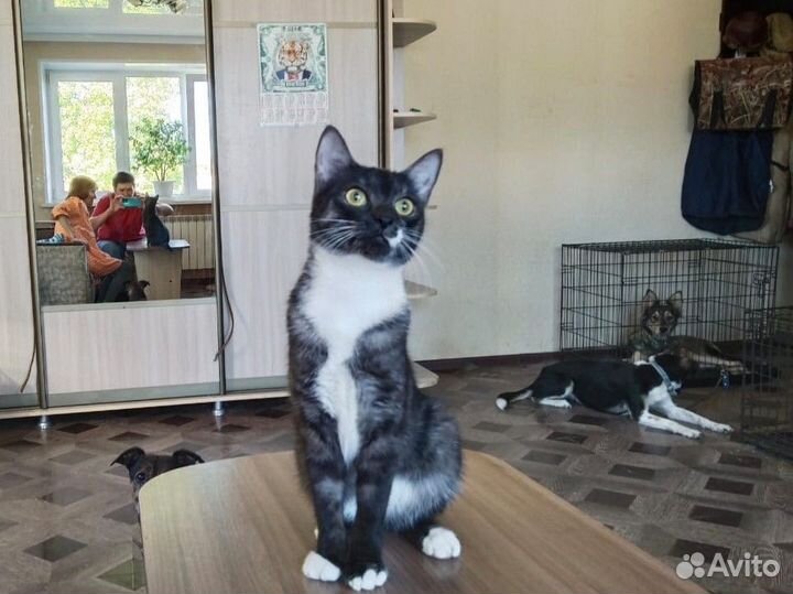 Кошка в дар бесплатно