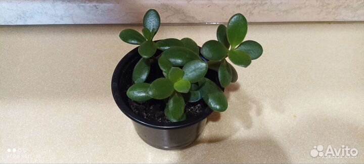 Крассула (Толстянка или Денежное дерево)