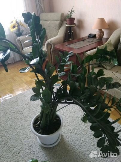 Замиокулькас