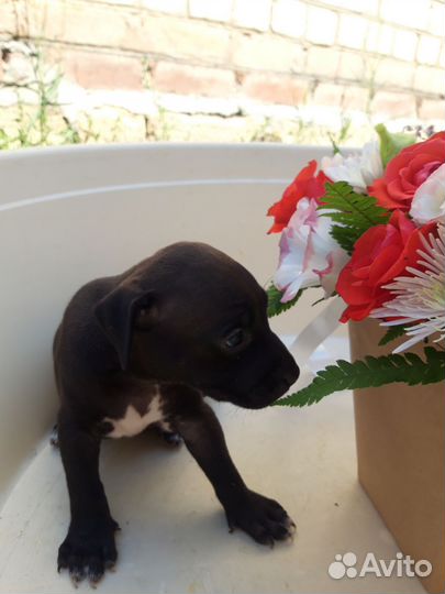 Щенки питбуля