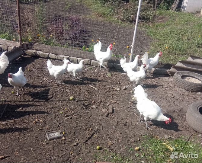 Продам петухов породыБресс Гальская